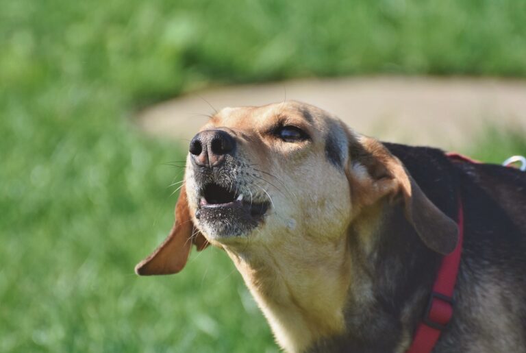 Image showcasing Understanding Excessive Barking in Dogs