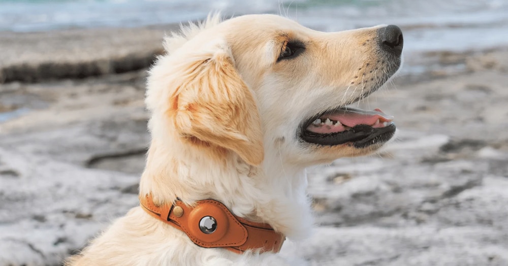 Dog Collars for Apple AIRTAGS